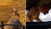 Un guepardo está a punto de colarse dentro de un 4x4 de safari y lo que hace conmociona