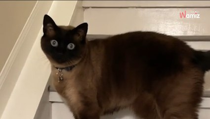 Le chat fixe le mur et ses maîtres réalisent qu’ils ont un énorme problème