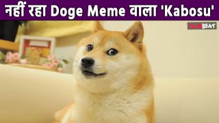 Kabosu: नहीं रहा Viral Doggy Kabosu, इस वजह से Internet पर हुआ था famous! | FilmiBeat