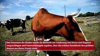 Kühe bevorzugen die Streicheleinheiten von Frauen