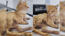 Kayseri'de vahşet! Ayakları kesilmiş halde bulunan kedi öldü