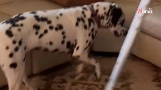 Il se retrouve en béquille : son Dalmatien adopte une étrange attitude