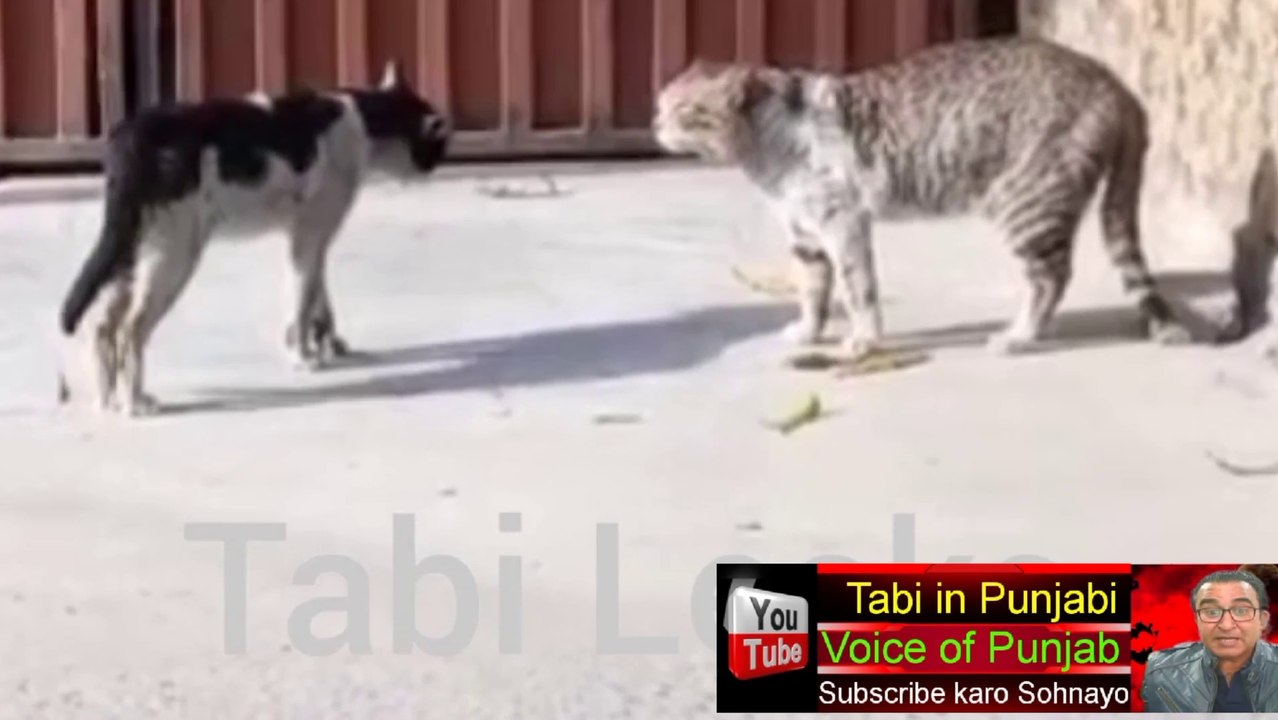 Cat is not ready for Date: Then What's Happened