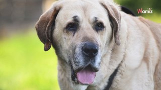 Ce chien XXL recherche une famille qui l'acceptera tel qu'il est et lui offrira un panier retraite confortable