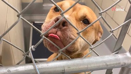 La veille de son euthanasie en fourrière, cette chienne maltraitée a supplié les soigneurs pour rester en vie