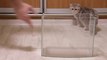 Kittens and Cats learn Сatches FISH.  Too funny  Too cute
