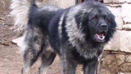 The World Most Dangerous Dog