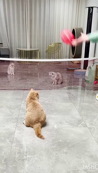 Cute cats