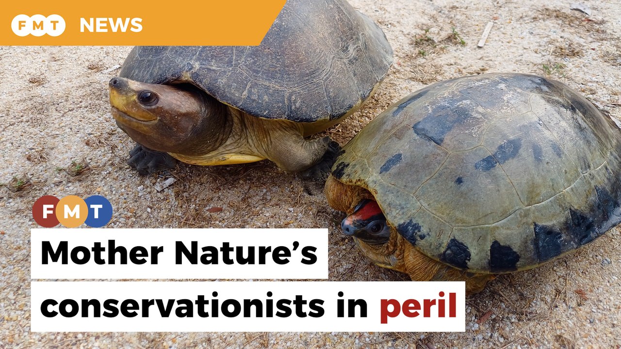 Mother Nature’s conservationists in peril