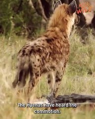 Mosweo, a solitary leopard, must protect her young cubs from the dangers of life and deadly predators. One predator in particular are the hyenas, who feast on young leopard cubs and are the leading cause of death for baby leopards.  #leopards #hyena #cubs