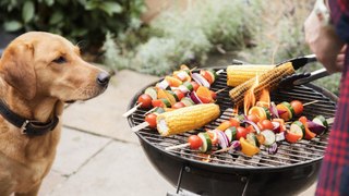 How to Keep Your Dog Safe at Summer Barbecues