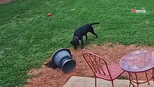 Le toutou s'approche du pot de fleurs : 12,6K personnes explosent de rire en découvrant sa vision du jardinage (vidéo)