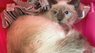 Elle rencontre un chaton handicapé : elle décide de tout faire pour lui améliorer la vie