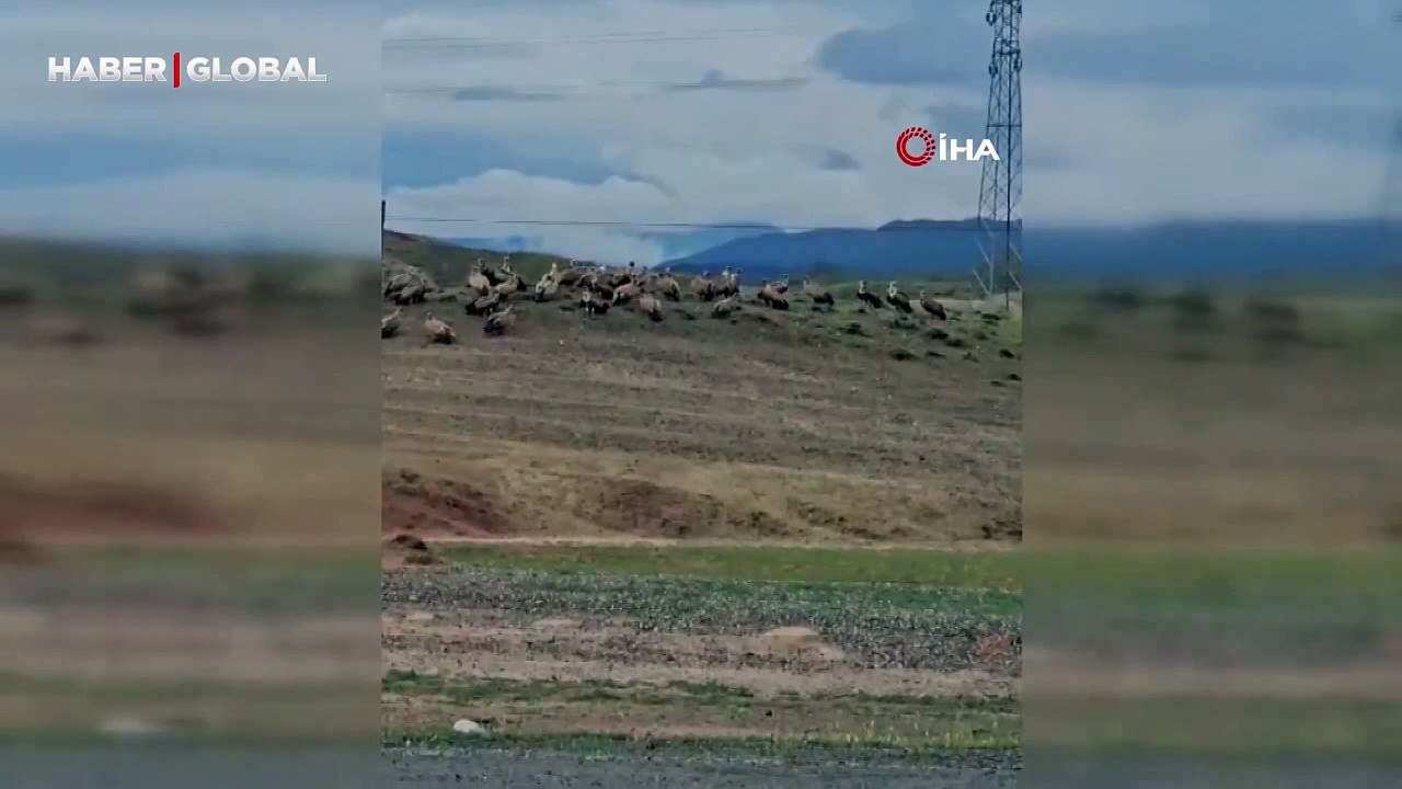 Kırmızı listede olan Kızıl akbaba sürüsü, Kars-Iğdır yolunda kayıtlara geçti!