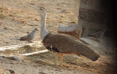 जैसलमेर में पूर्णिमा की चांदनी में 64 गोडावणों का दुर्लभ दृश्य 🦌