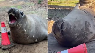 Meet Neil - the seal causing a stir Down Under by blocking roads