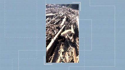 A triste e necessária missão da cachorra de SC que procura corpos de vítimas no RS