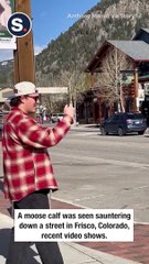 Loose Moose Wanders Around Colorado Town