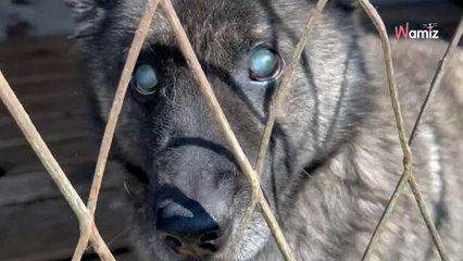 Leur chien est aveugle, ils trouvent un moyen cruel pour ne pas qu'il les dérange