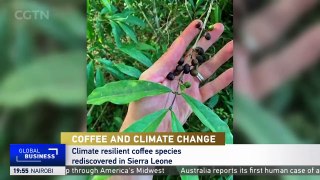 Coffee and climate change: rediscovering stenophylla