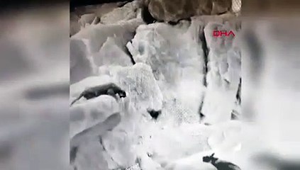 Anadolu parsı ve sırtlan Şırnak'ta yüz yüze geldi