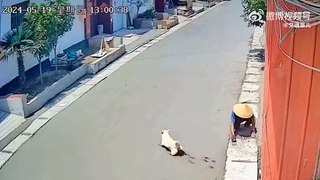 Dog walks on fresh concrete