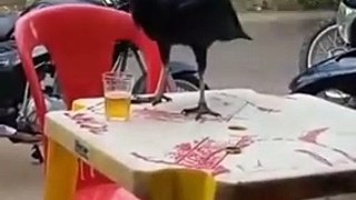 Un oiseau alcoolique