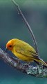 World Cute Colorful Bird | Breathtaking Nature & Wonderful Birds Songs