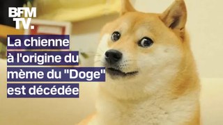 Kabosu, la chienne à l'origine du mème du 