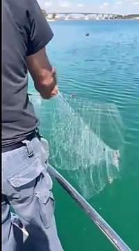 È caccia ai cavallucci marini appena liberati nel mar Piccolo