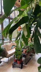 How to buy prestige raintree park apartments