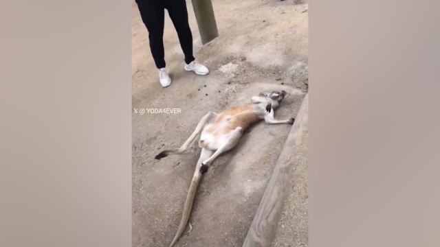 Adorable baby kangaroo’s cute method of asking for more belly rubs melts hearts