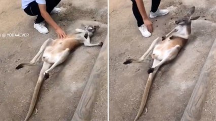 La increíble forma en la que un bebé canguro pide que le hagan caricias en la barriga