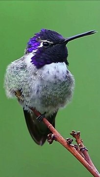 Colorful Birds & Relaxing Nature Sounds | Stress Relief | 4K HDR