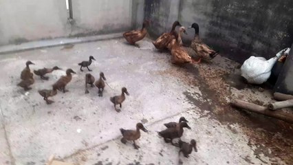 Khaki kamal ducks baby grow wel