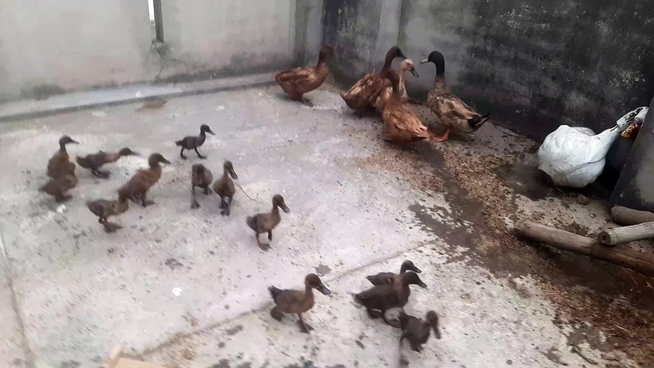 Khaki kamal ducks baby grow wel