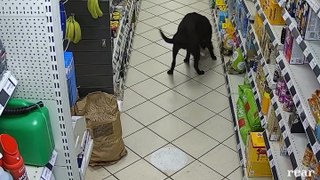 Pair of cheeky labradors steal bread from Herefordshire petrol station