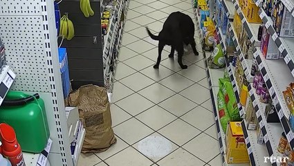 Pair of cheeky labradors steal bread from Herefordshire petrol station