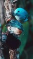 The Most Colorful Birds in 4K - Beautiful Birds Sound in the Forest