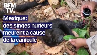 Au moins 138 singes hurleurs retrouvés morts au Mexique à cause de la canicule