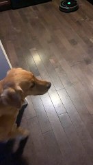 ゴールデンレトリバーのペット犬が家庭用機械で遊んでいます。