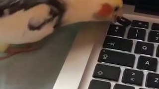 Adorable Bird Destroys Pet Parent's Computer