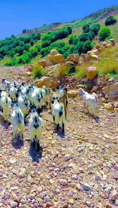 Village life beautiful Kohe velly pharon ka khoub surat nazara beautiful Kohe suleman velly#village#life