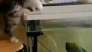 chat contre poisson   ♥️ 