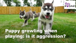 Understanding If Growling Is Play Or Aggression In Puppies