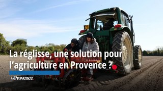 La réglisse, une solution pour l’agriculture en Provence ?