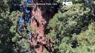 Sequoia gigante inspecionada para detetar ameaças de insetos