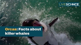 Facts About Orca Killer Whales