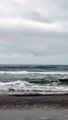 VÍDEO Baleias-francas chegam antecipadamente ao litoral catarinense
