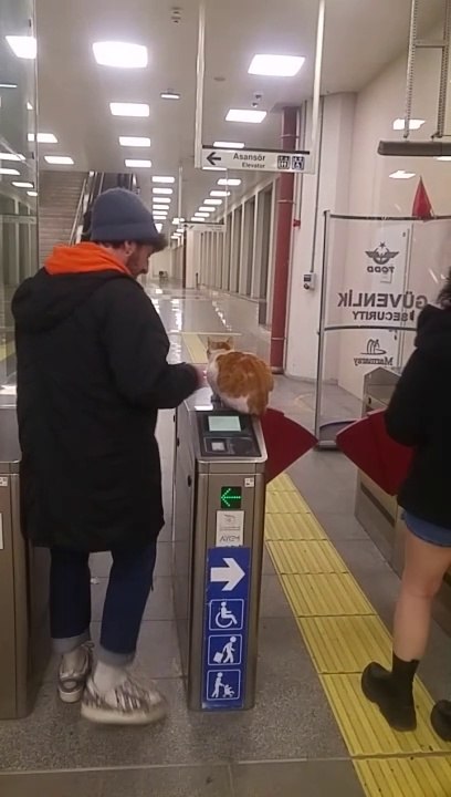 Metro Yolcusu Kadın Kediden Geçiş İzni İstiyor